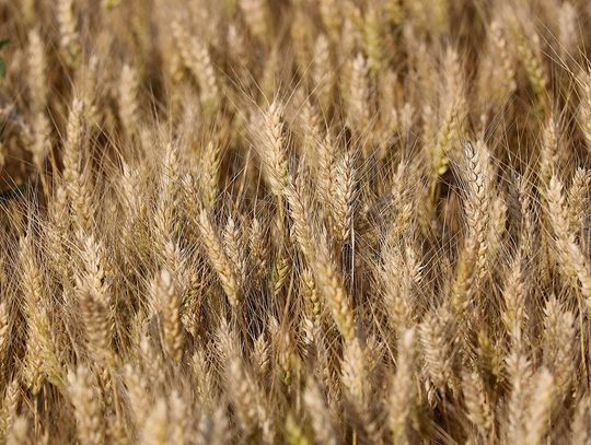 Big bagi w przemyśle i rolnictwie