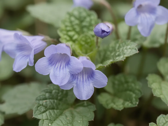 Bluszczyk kurdybanek – właściwości, zastosowanie, uprawa i bezpieczeństwo