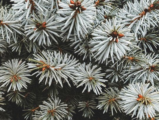 Choinki na pniu producent – jakość, estetyka i przewidywalna produkcja