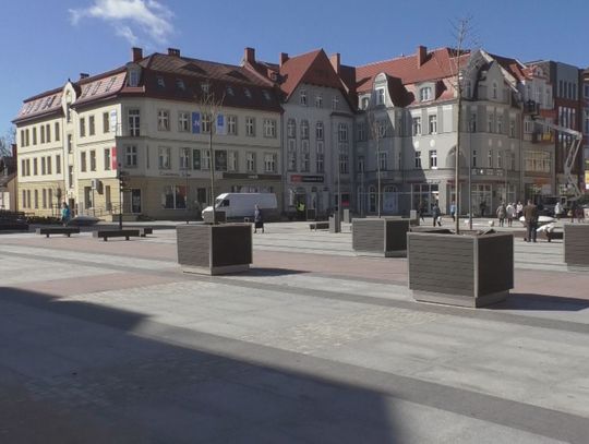 Drzewa na Placu Wolności