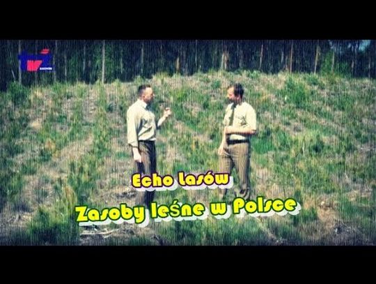 Echo lasów