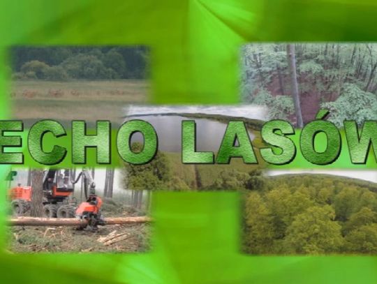 Echo Lasów