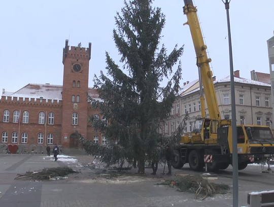 Jest zielona, pachnie i szumi - żywa choinka na Placu Wolności