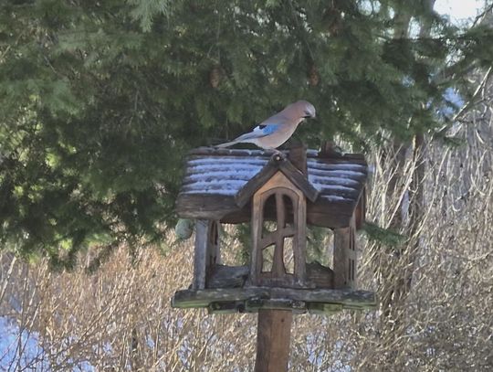 Karmnik ratuje życie ptakom w Szczecinku — jak pomagać sikorkom, wróblom i mazurkom zimą