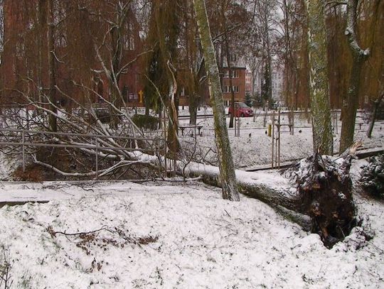 Ksawery szaleje