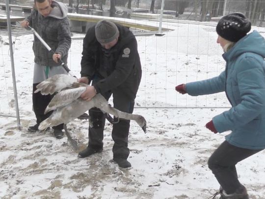 Łabędź uratowany