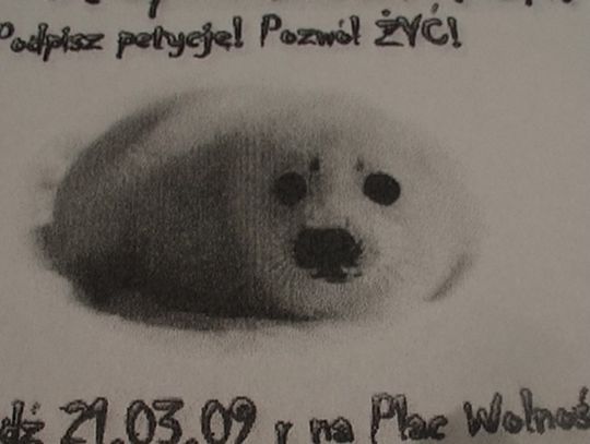 Nie zabijać fok