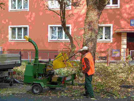 Przecinka gałęzi