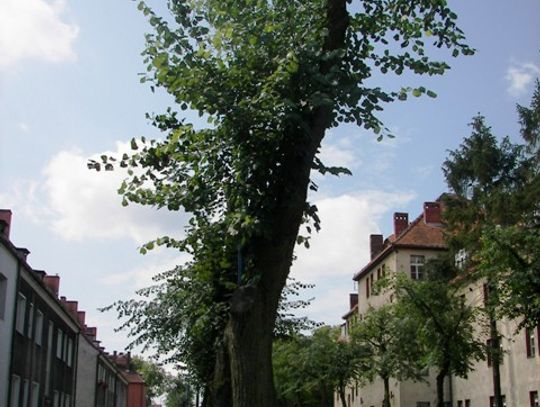 Przycinanie drzew