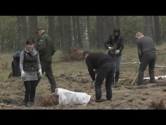 Sadzą lasy