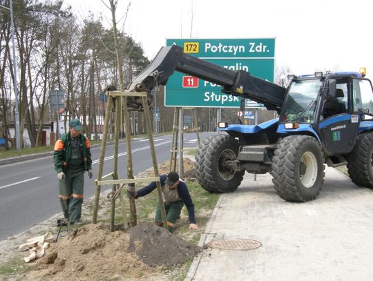 Sadzą topole