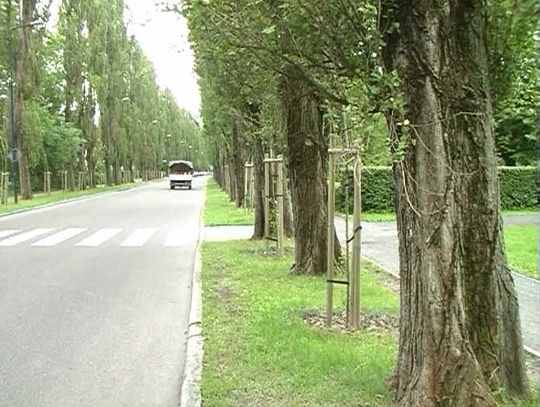 Schna topole