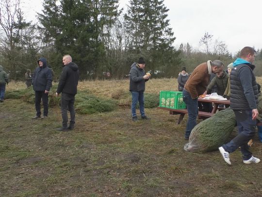 Sztuczna czy żywa - dylemat przy zakupie choinki - choinkobranie w Gałowie