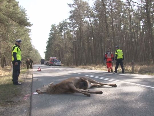 Uwaga Jeleń na drodze