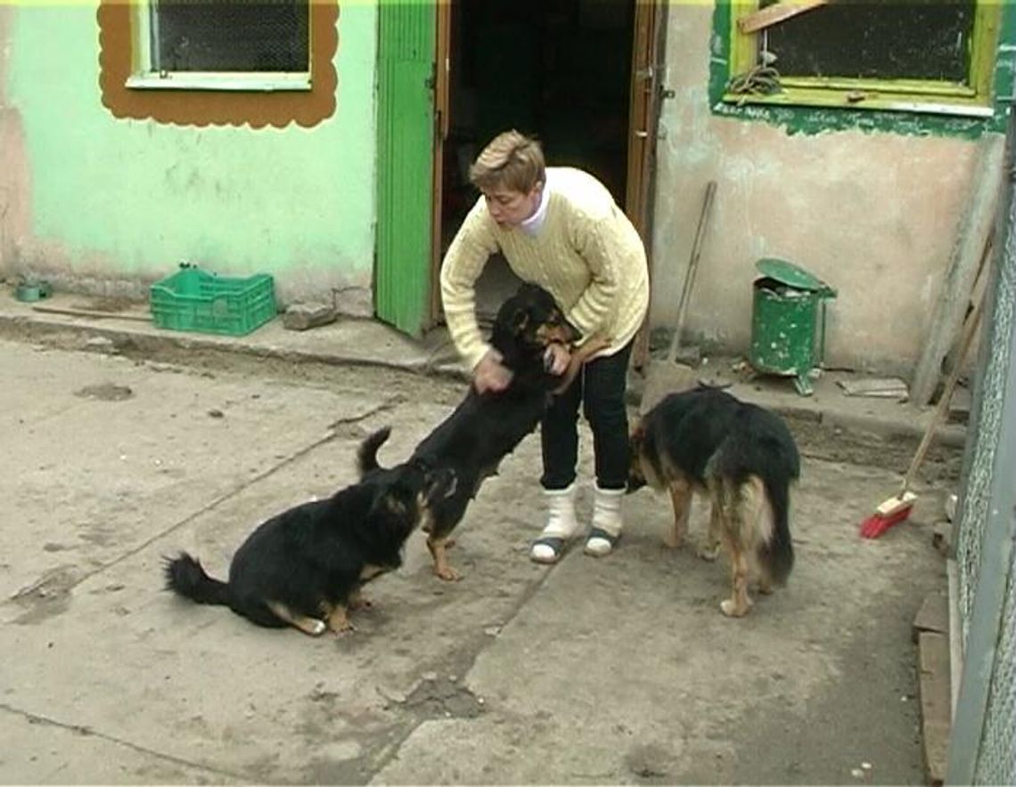 Azyl do końca roku