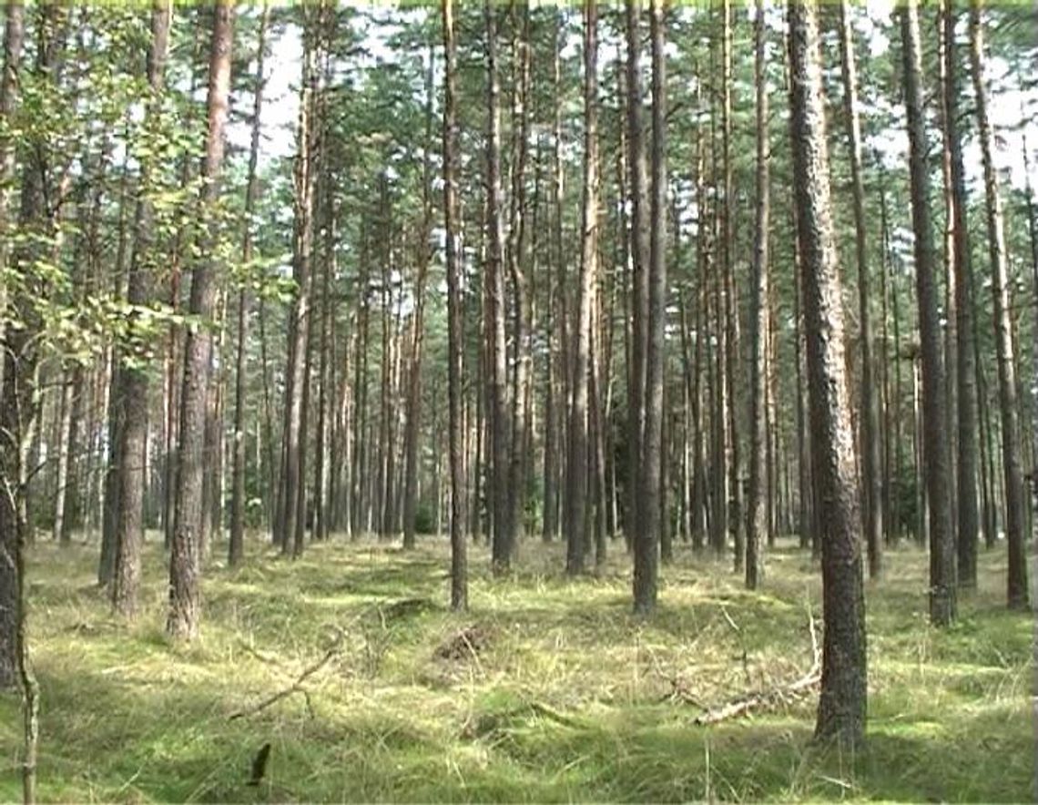 Do lasu nie wolno