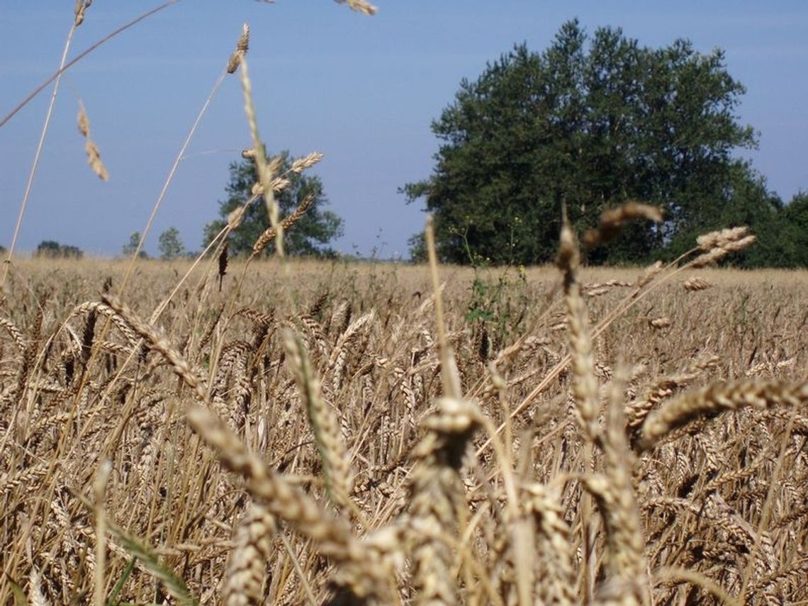 Dożynki w gminie