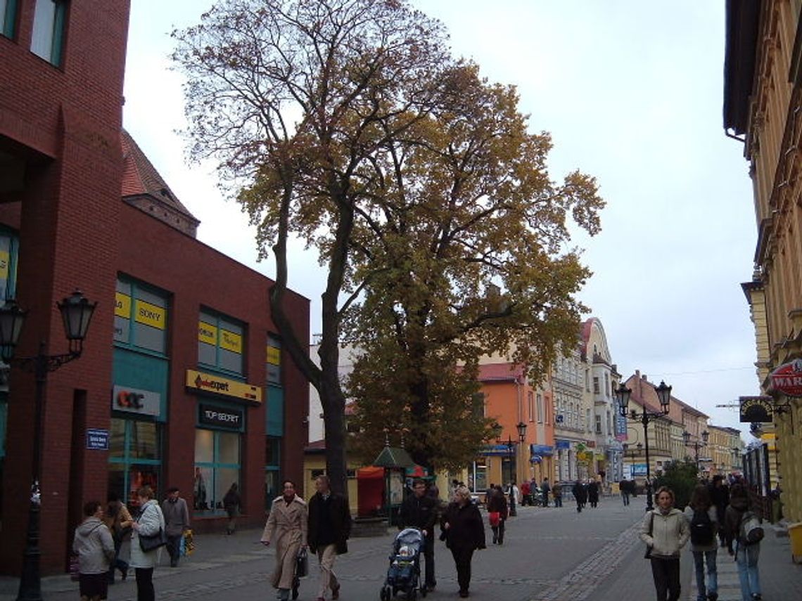 Drzewa będą przesadzone