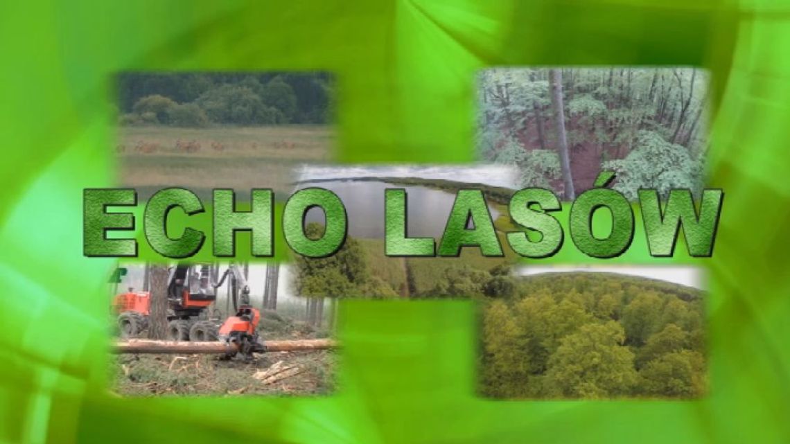 Echo Lasów