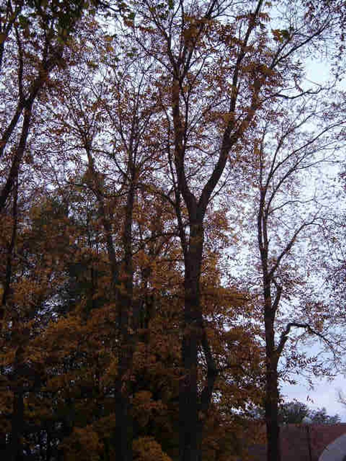 Egzotyczne drzewa w parku