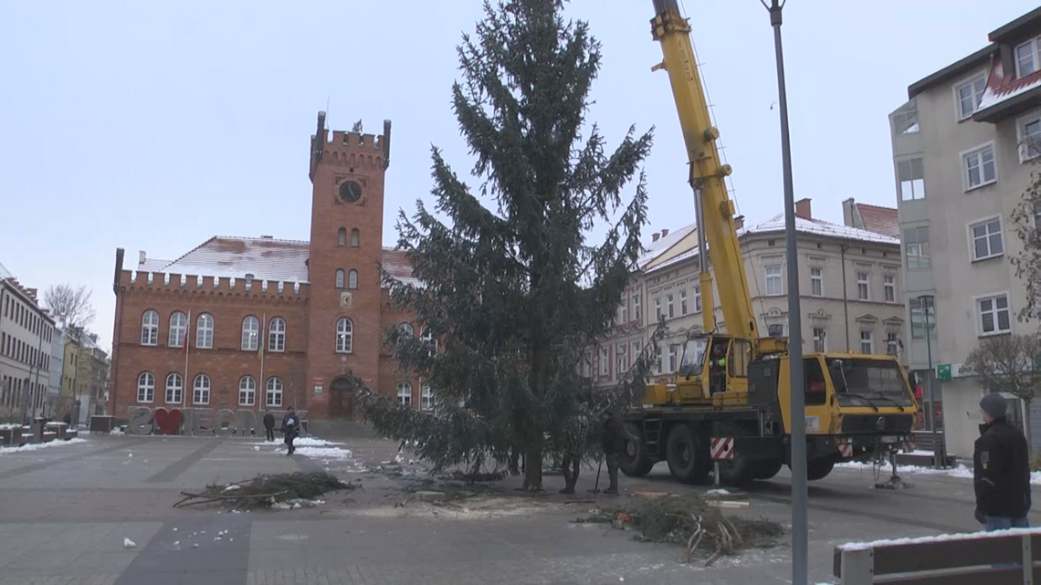 Jest zielona, pachnie i szumi - żywa choinka na Placu Wolności