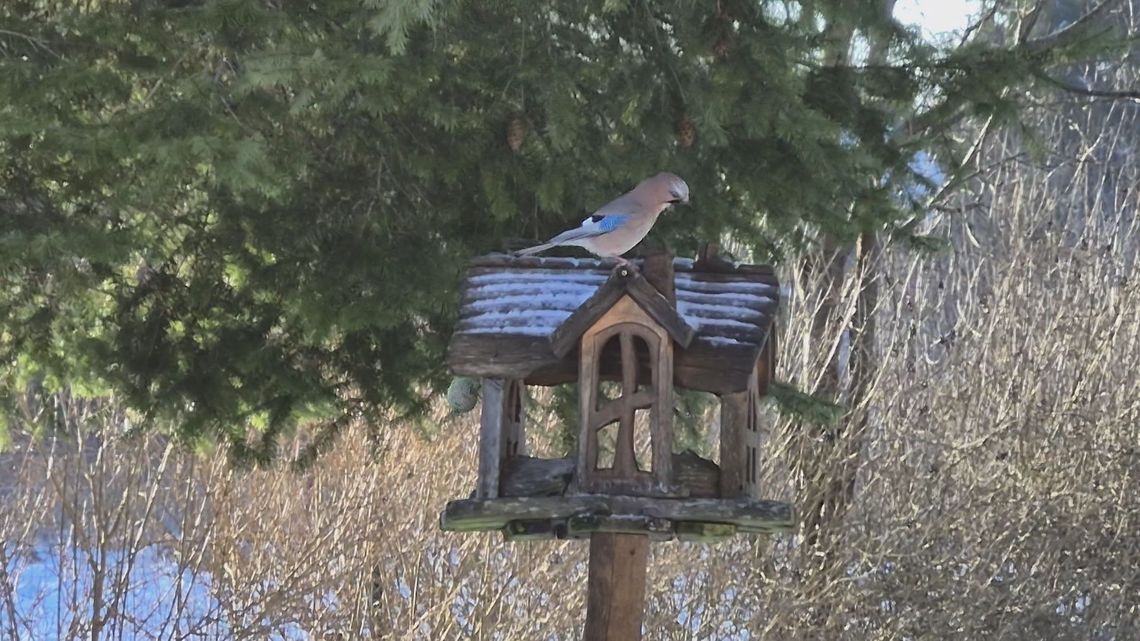 Karmnik ratuje życie ptakom w Szczecinku — jak pomagać sikorkom, wróblom i mazurkom zimą Karmnik ratuje życie ptakom w Szczecinku — jak pomagać sikorkom, wróblom i mazurkom zimą