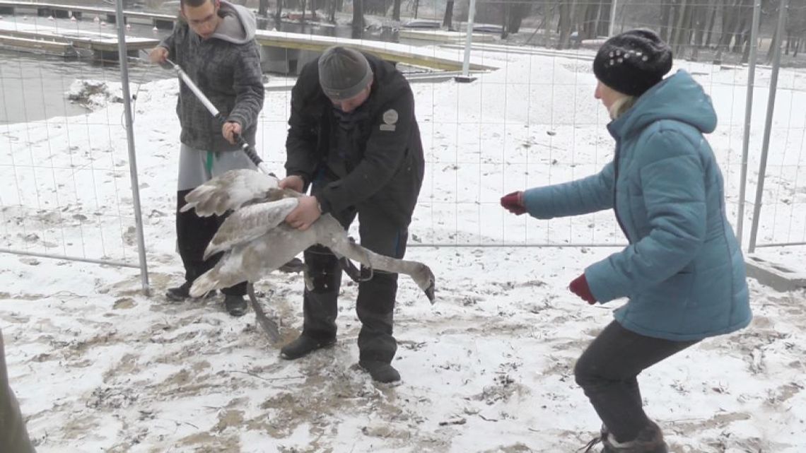 Łabędź uratowany