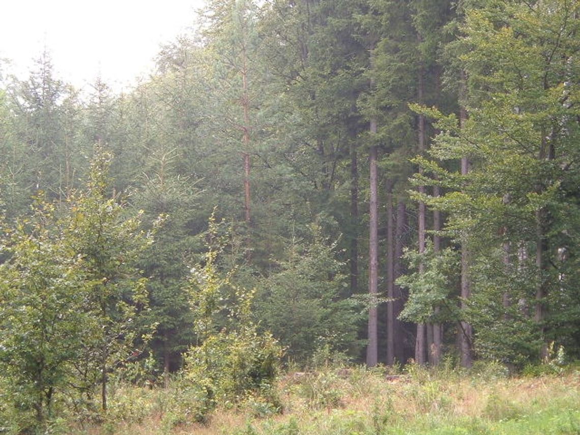 Lasy zagrożone