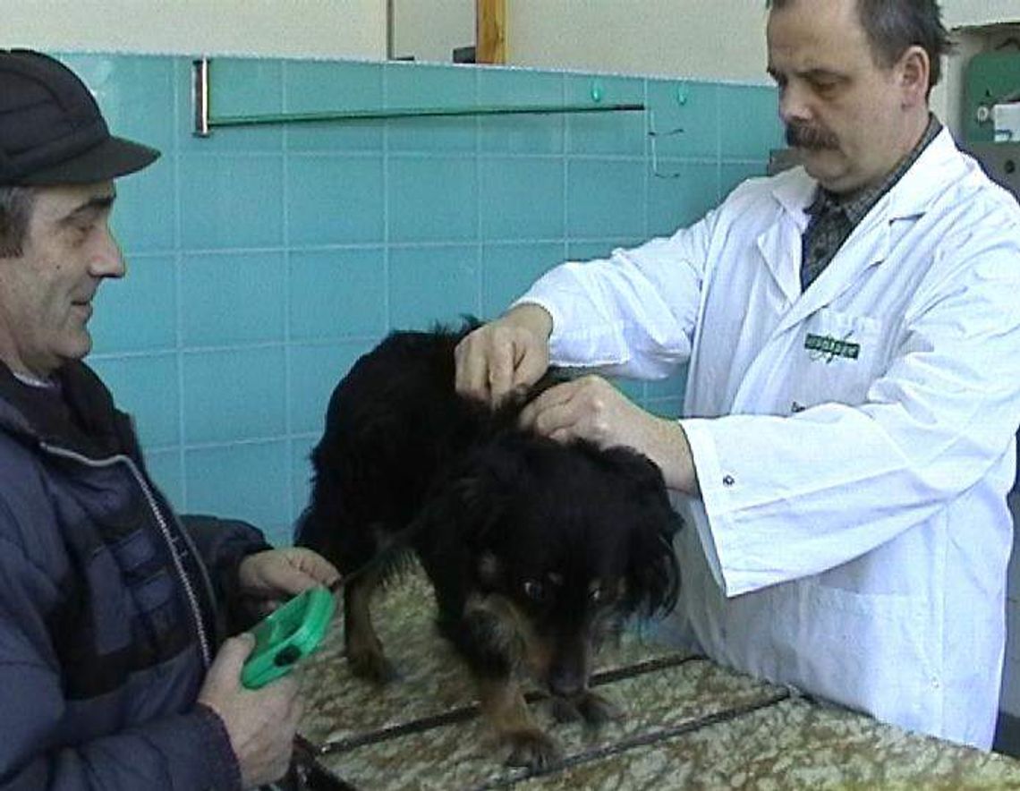 Mikroczipy dla psów