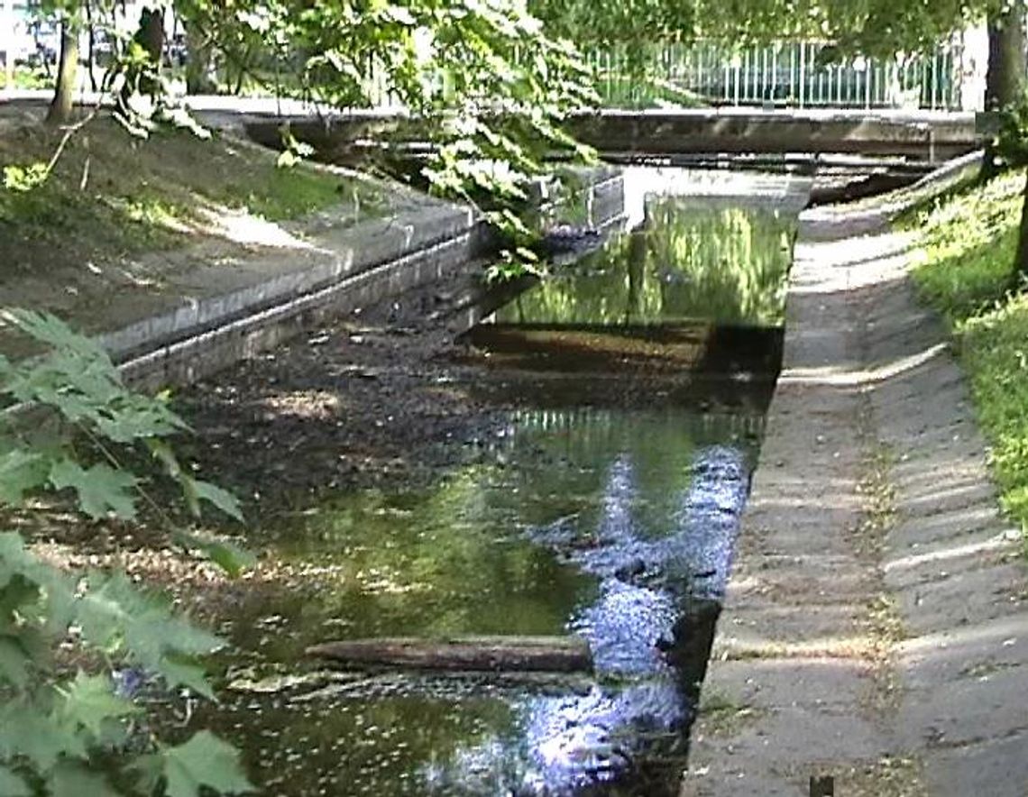 Niezdobna wyschła