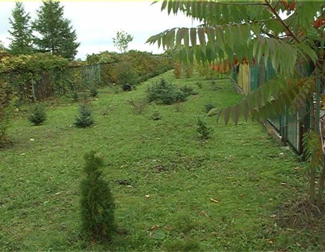 Ogród dendrologiczny