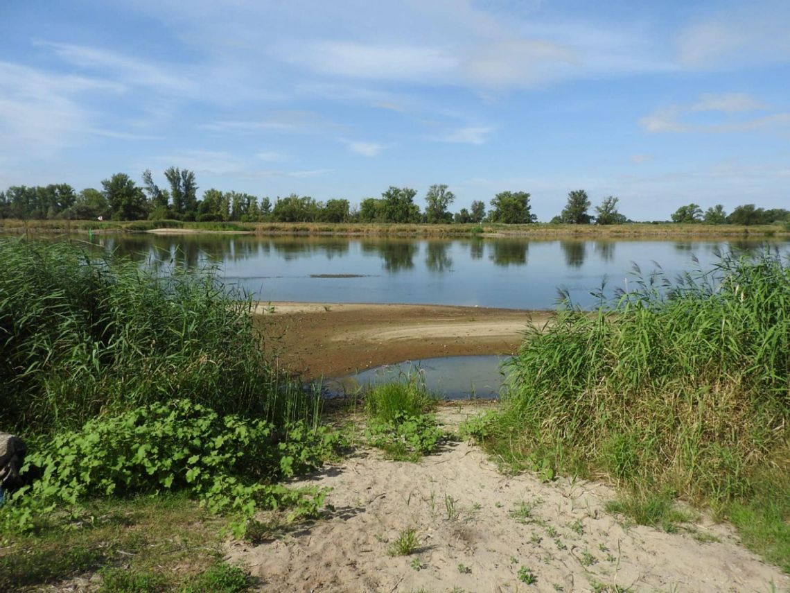 Oświadczenie PZW ws. katastrofy ekologicznej na rzece Odrze