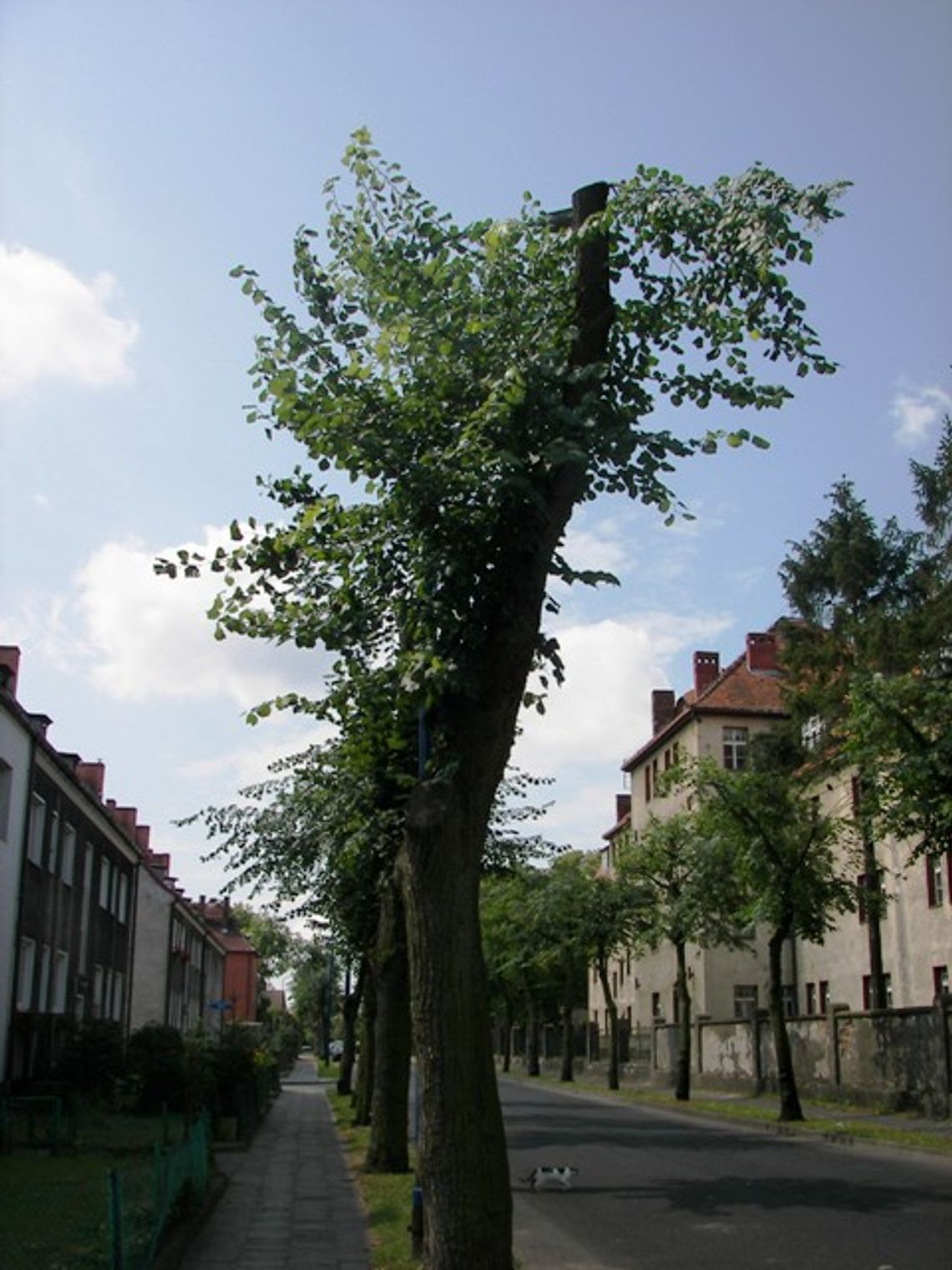 Przycinanie drzew