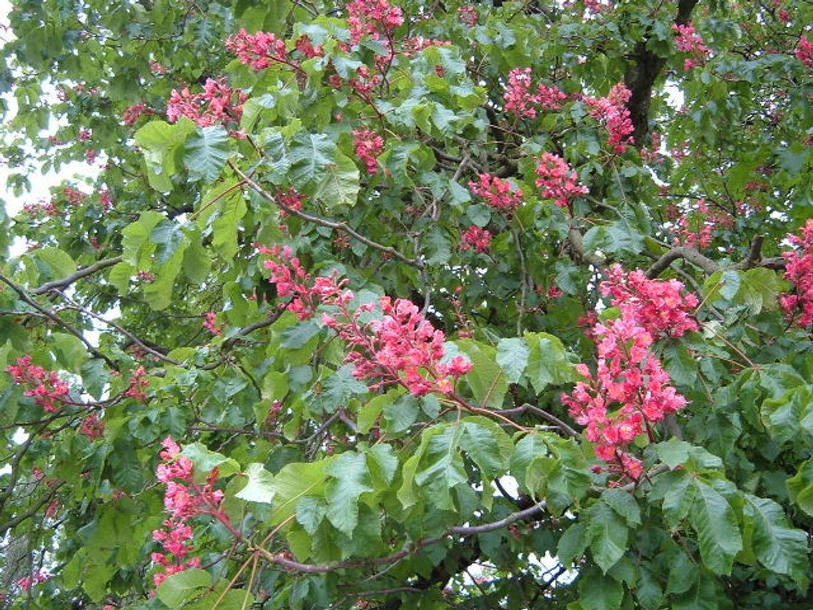 Rozpoczęły się matury