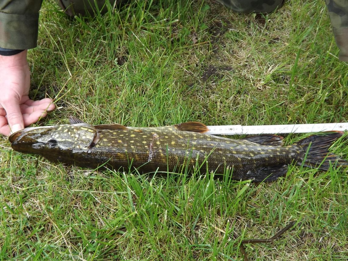 Ryba brała