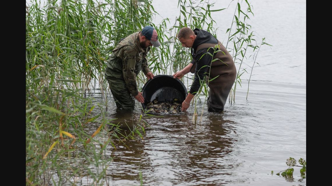 Ryby do jeziora Trzesiecko - będzie raj dla wędkarzy