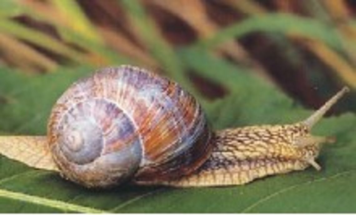 Skup ślimaka
