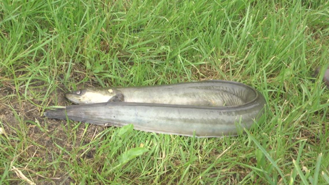 Śnięte ryby