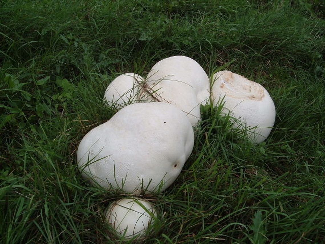 Sypnęło grzybami