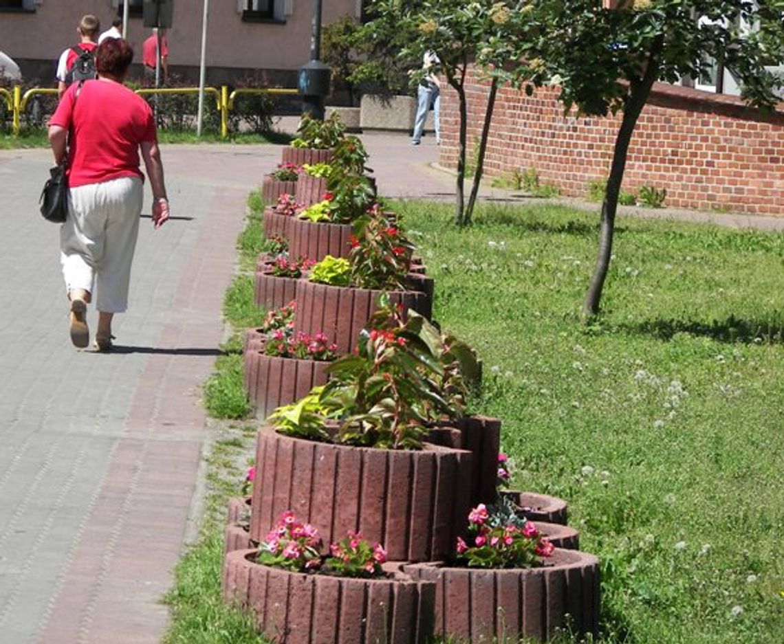 Szczecinek w kwiatach