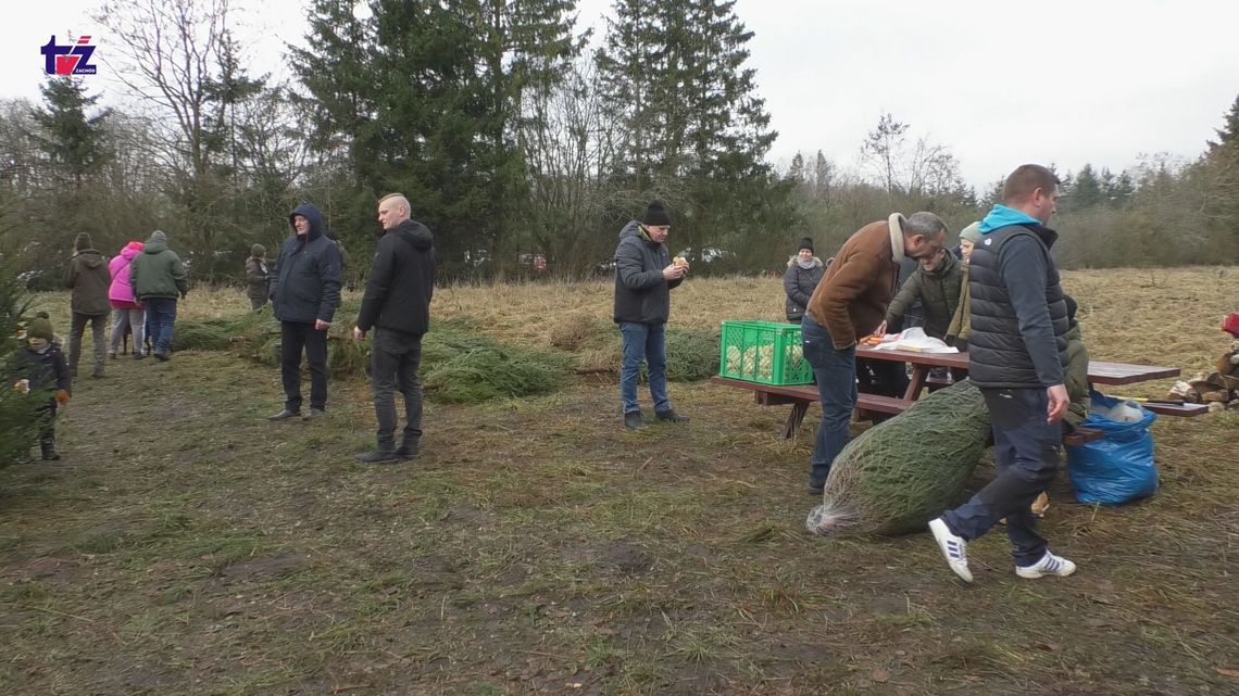 Sztuczna czy żywa - dylemat przy zakupie choinki - choinkobranie w Gałowie