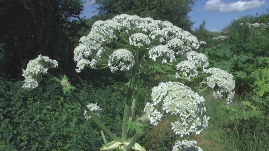 Trująca roślina
