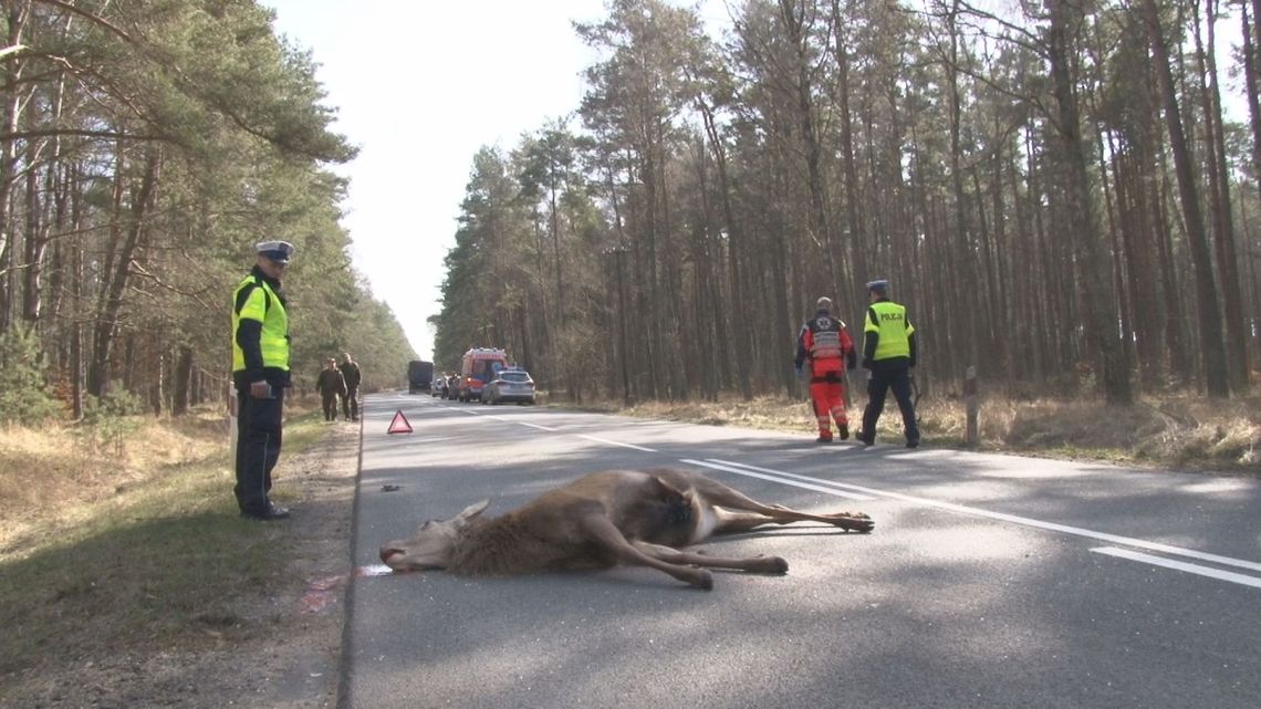 Uwaga Jeleń na drodze