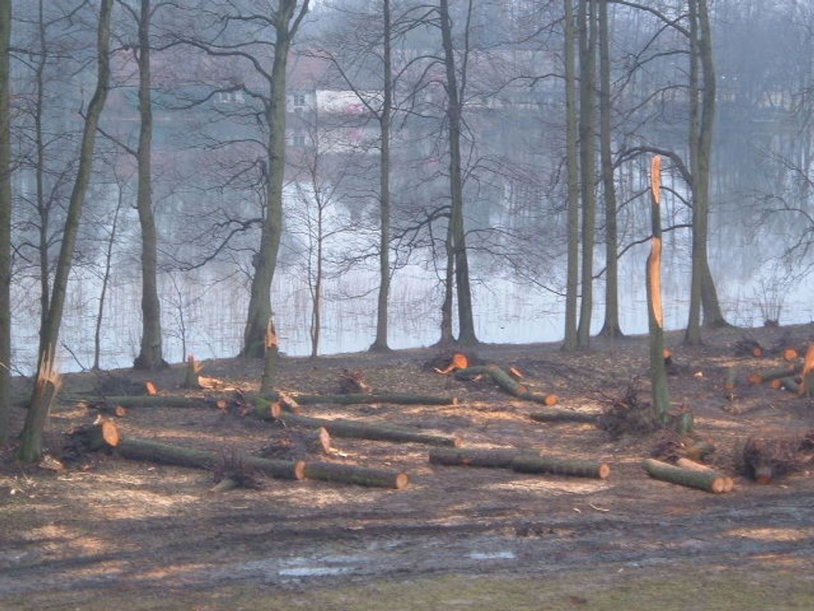 Wycinka drzew
