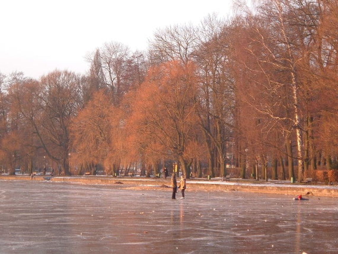 Wycinka trzciny