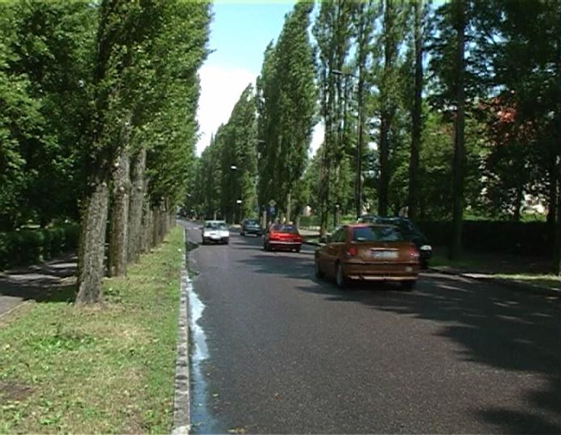 Wykopano topole