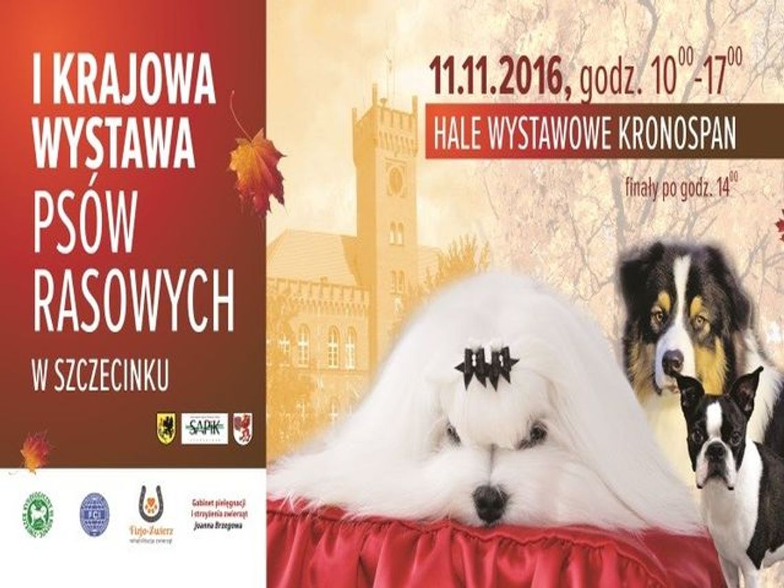 Wystawa psów