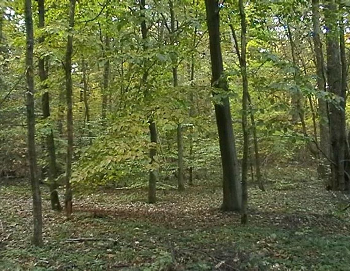 Zielone miejsca pracy