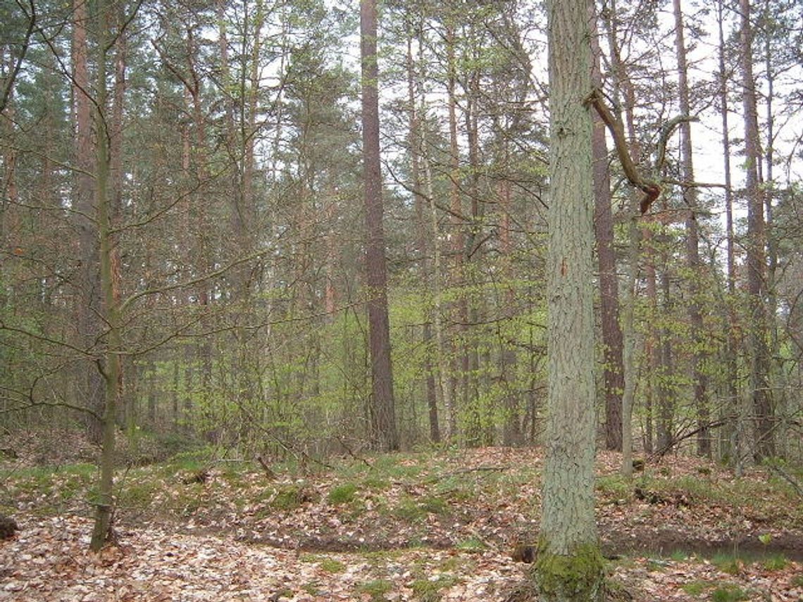 Zwalczanie szkodników