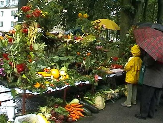 Pomimo paskudnej pogody działkowcy usiłowali zaprezentować swoje dorodne plony.